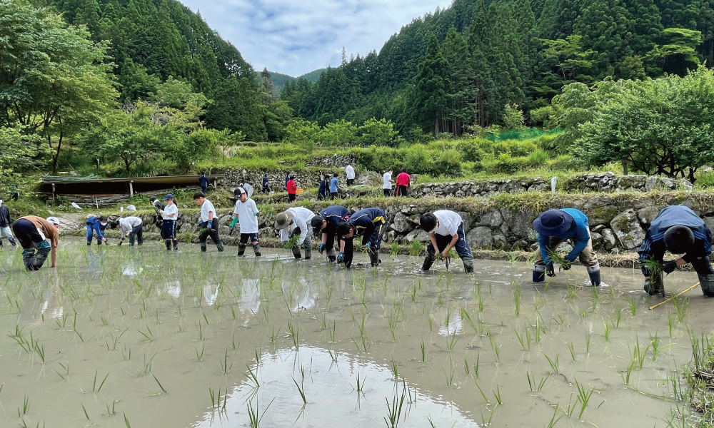 学生が田植えをしている様子を写した写真